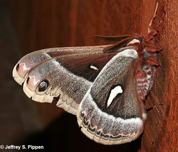 Ceanothus Silk Moth (Hyalophora euryalus)