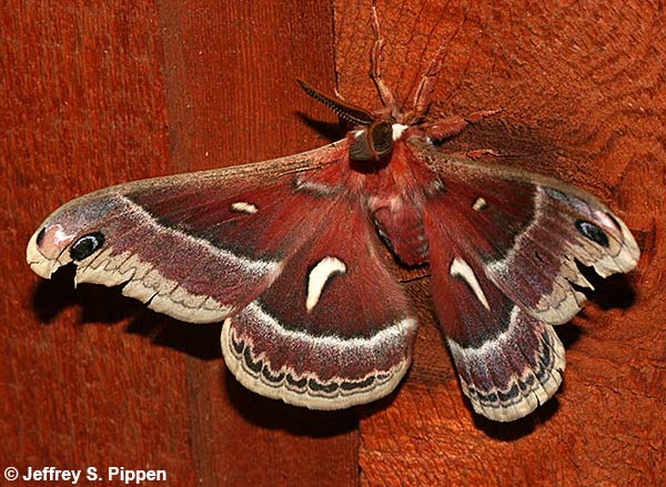 Ceanothus Silk Moth (Hyalophora euryalus)