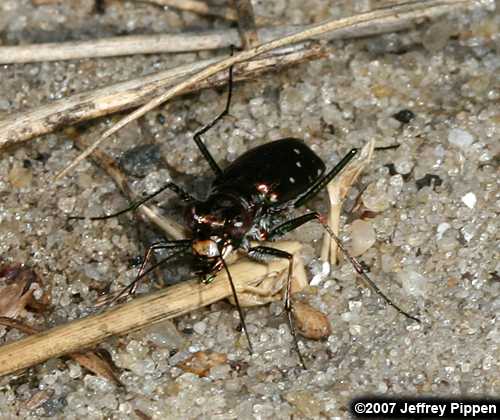 Twelve-spotted Tiger Beetle (Cicindela duodecimguttata)
