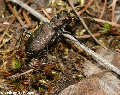 Boreal Long-lipped Tiger Beetle (Cicindela longilabris)