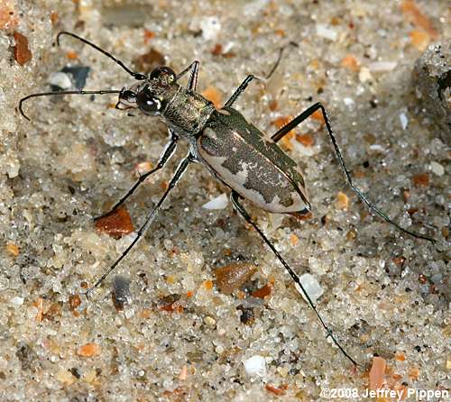 Margined Tiger Beetle (Cicindela marginata)