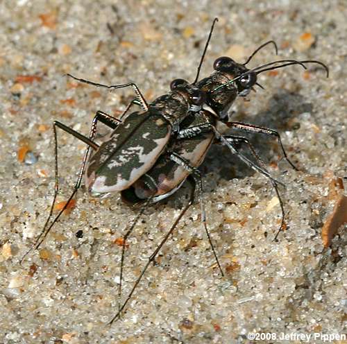 Margined Tiger Beetle (Cicindela marginata)