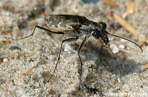 Margined Tiger Beetle (Cicindela marginata)