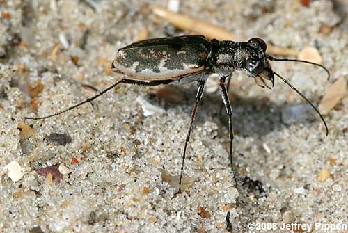 Margined Tiger Beetle (Cicindela marginata)