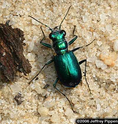 Autumn Tiger Beetle (Cicindela nigrior)