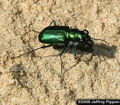 Autumn Tiger Beetle (Cicindela nigrior)