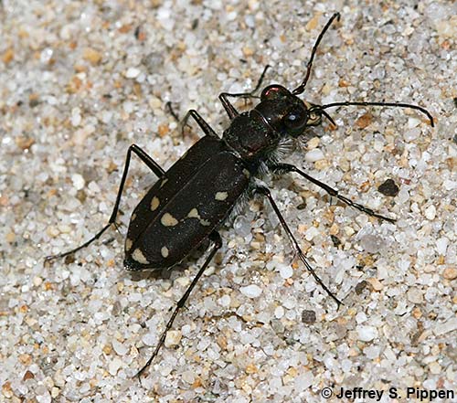 Western Tiger Beetle (Cicindela oregona)