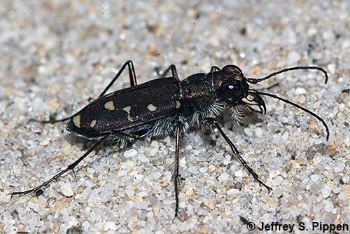 Western Tiger Beetle (Cicindela oregona)