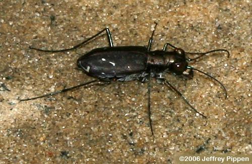 Sidewalk Tiger Beetle, Punctured Tiger Beetle (Cicindela punctulata)