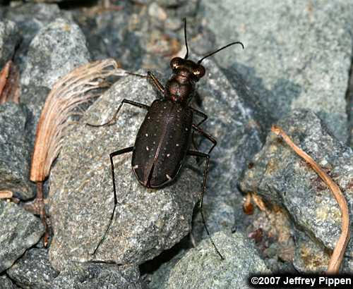Sidewalk Tiger Beetle, Punctured Tiger Beetle (Cicindela punctulata)