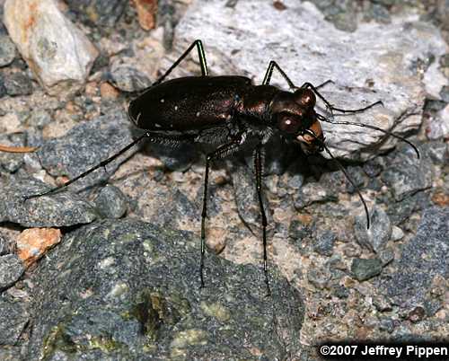 Sidewalk Tiger Beetle, Punctured Tiger Beetle (Cicindela punctulata)