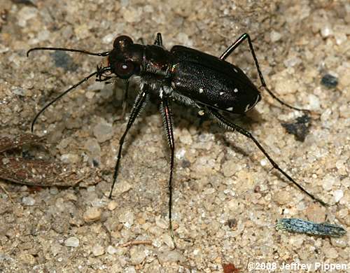 Sidewalk Tiger Beetle, Punctured Tiger Beetle (Cicindela punctulata)