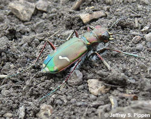 Purple Tiger Beetle (Cicindela purpurea)