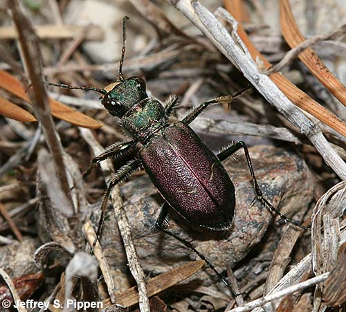 Purple Tiger Beetle (Cicindela purpurea)
