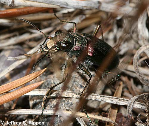 Purple Tiger Beetle (Cicindela purpurea)