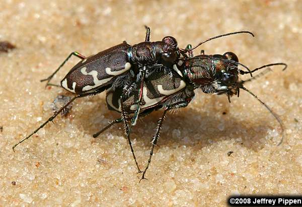 Common Shore Tiger Beetle (Cicindela repanda)