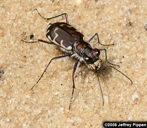 Common Shore Tiger Beetle (Cicindela repanda)