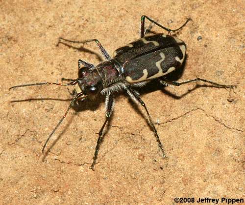Common Shore Tiger Beetle (Cicindela repanda)