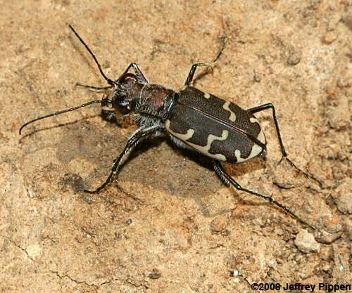Common Shore Tiger Beetle (Cicindela repanda)