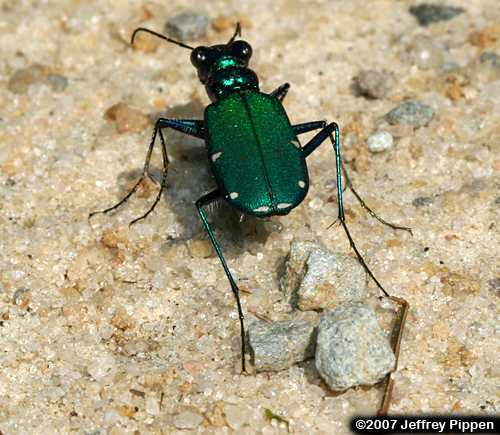 Six-spotted Tiger Beetle (Cicindela sexguttata)
