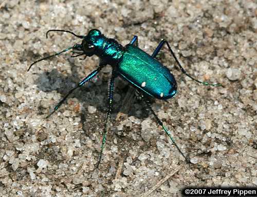 Six-spotted Tiger Beetle (Cicindela sexguttata)