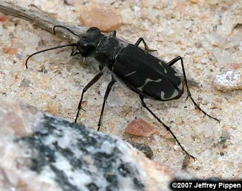 Oblique-lined Tiger Beetle (Cicindela tranquebarica)