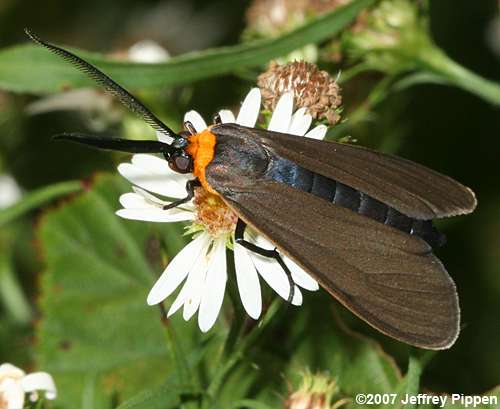 Virginia Ctenucha (Ctenucha virginiana)