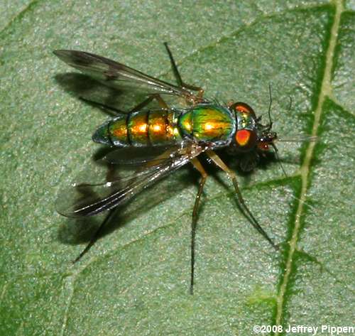 Longlegged Fly (Condylostylos sp.)