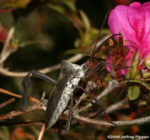 Acanthocephala declivus