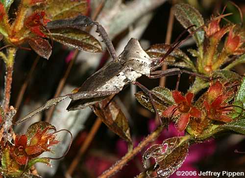 Acanthocephala declivus