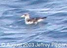 Cory's Shearwater