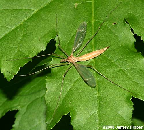 cranefly, perhaps Tipula sp.