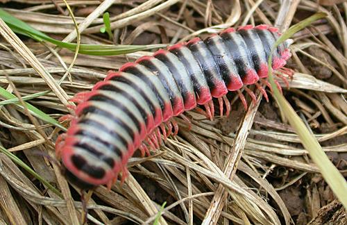 probably Red-sided Flat Millipede (Sigmoria aberrans)