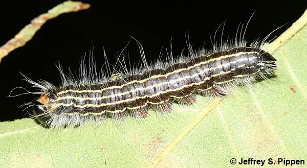 Angus's Datana (Datana angusii)