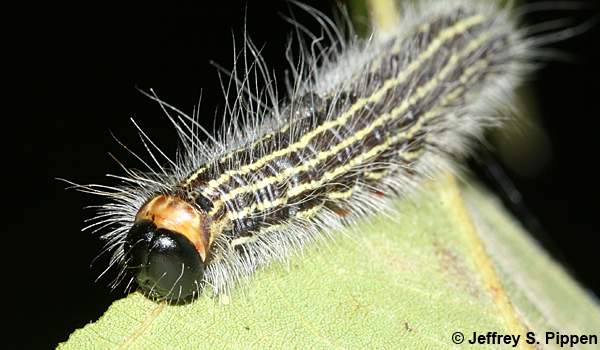 Angus's Datana (Datana angusii)