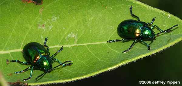 Dogbane Beetle (Chrysochus auratus)