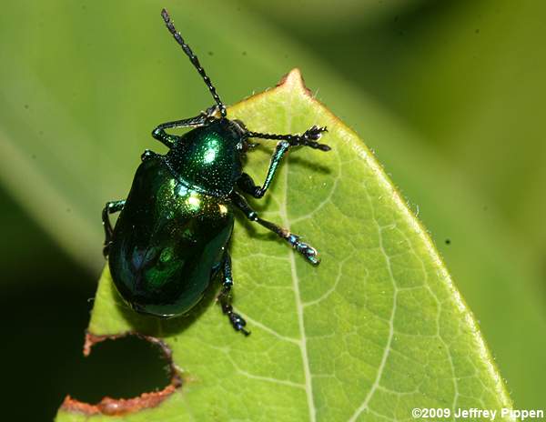 Dogbane Beetle (Chrysochus auratus)