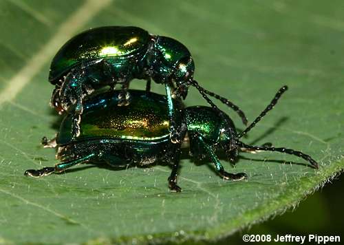 Dogbane Beetle (Chrysochus auratus)