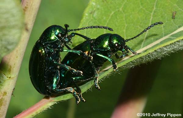 Dogbane Beetle (Chrysochus auratus)