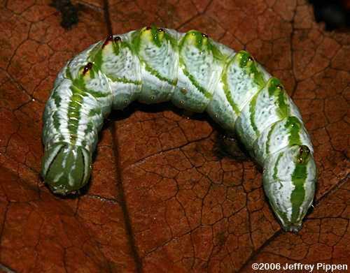 Double-toothed Prominent (Nerice bidentata)