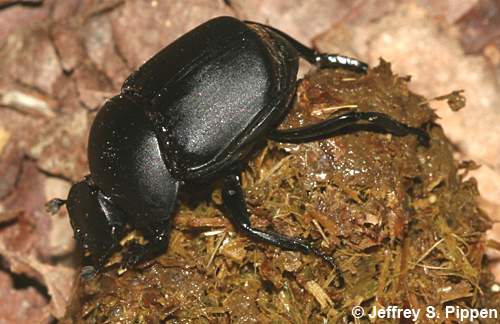 dung beetle
