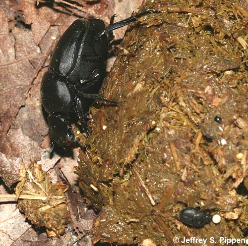 dung beetle