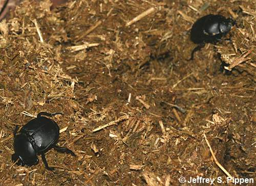 dung beetle