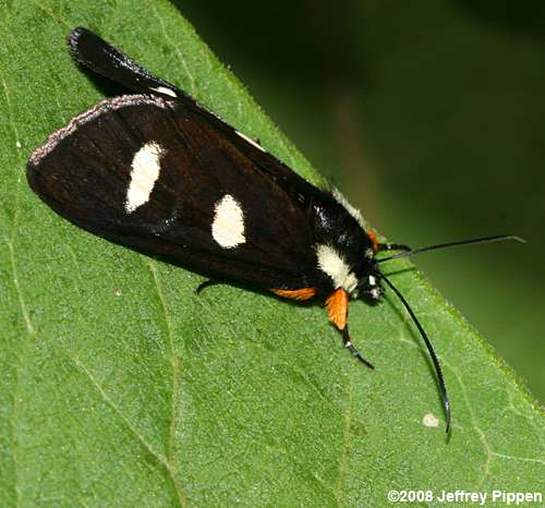 Eight-spotted Forester (Alypia octomaculata)