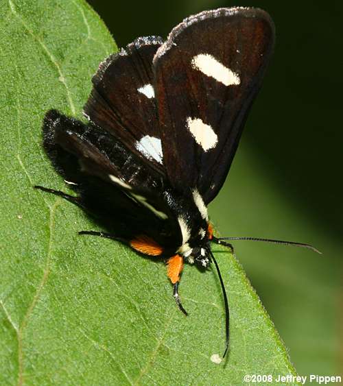 Eight-spotted Forester (Alypia octomaculata)