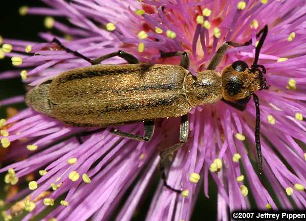 Blister Beetle (Epicauta sp.)