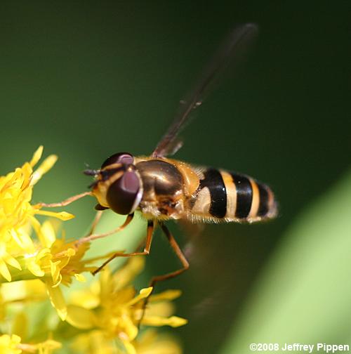 Epistrophe Syrphid Fly