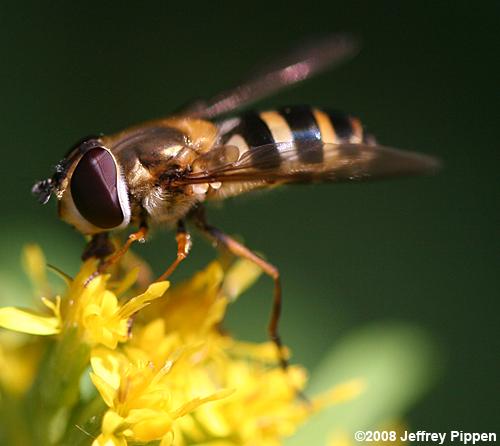Epistrophe Syrphid Fly