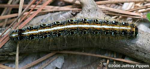 Eastern Tent Caterpillar (Malacosoma americanum)