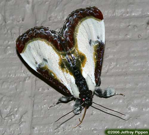 Beautiful Wood-Nymph (Eudryas grata)